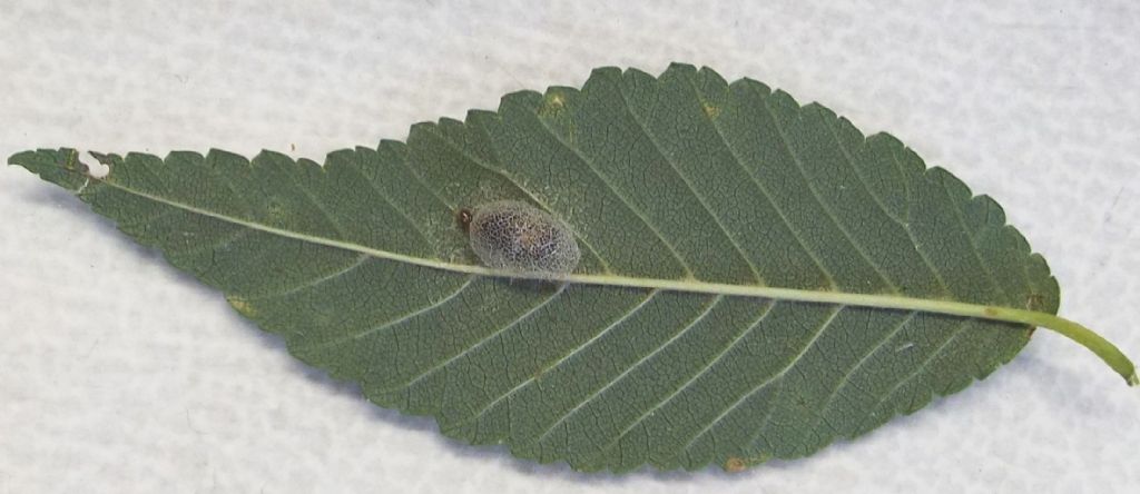 bozzolo di Aproceros leucopoda (Argidae) e ninfa di Orius sp.(Eterottero Anthocoridae)