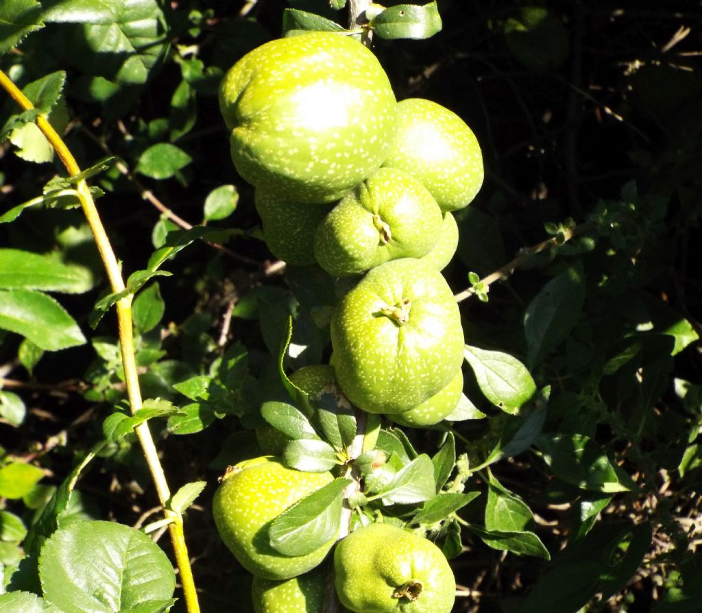 cv di Chaenomeles speciosa (Rosaceae)