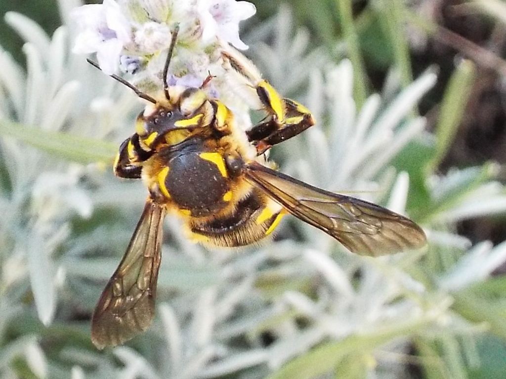 Apidae Megachilinae: cfr. Anthidium sp.