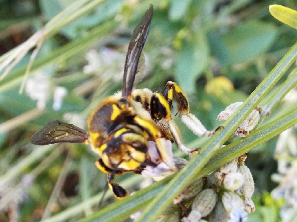 Apidae Megachilinae: cfr. Anthidium sp.