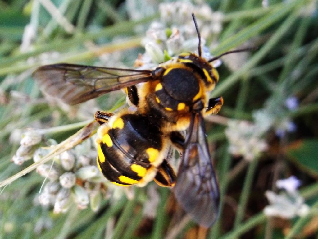 Apidae Megachilinae: cfr. Anthidium sp.