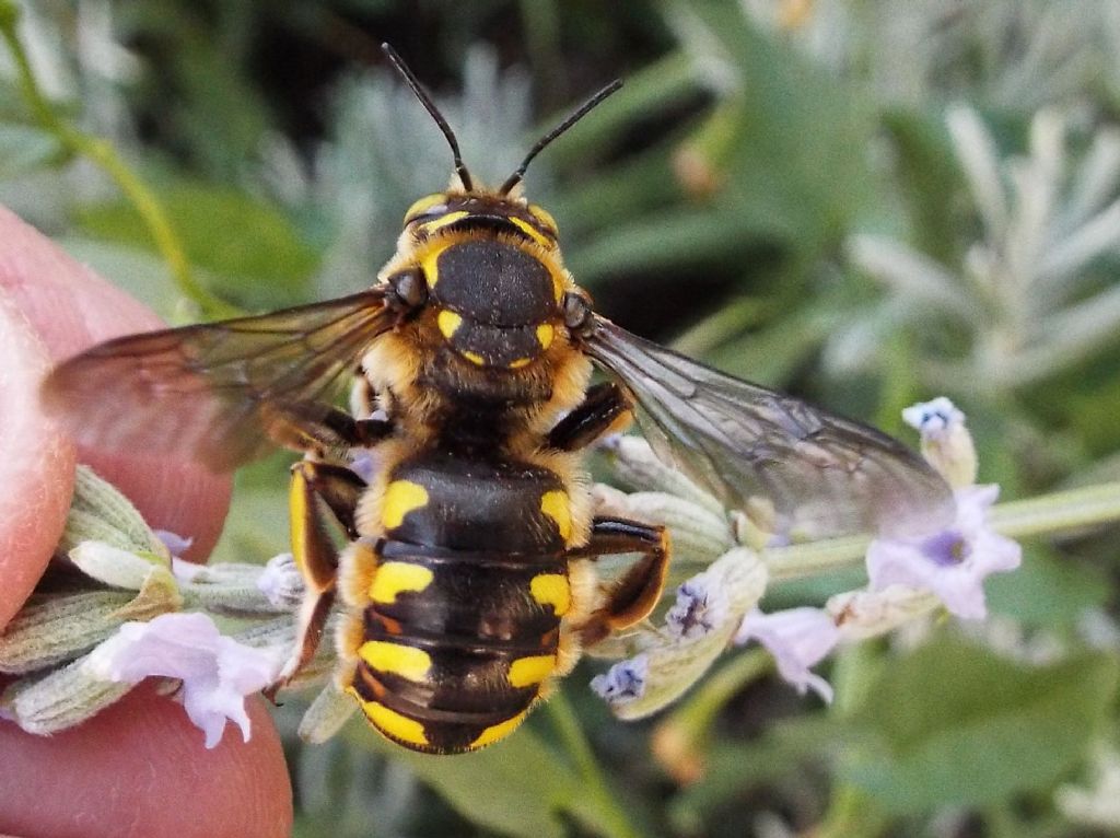 Apidae Megachilinae: cfr. Anthidium sp.