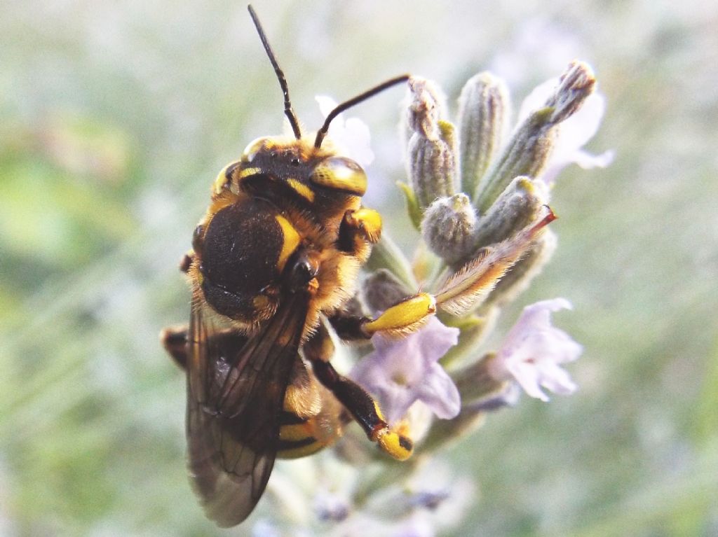 Apidae Megachilinae: cfr. Anthidium sp.