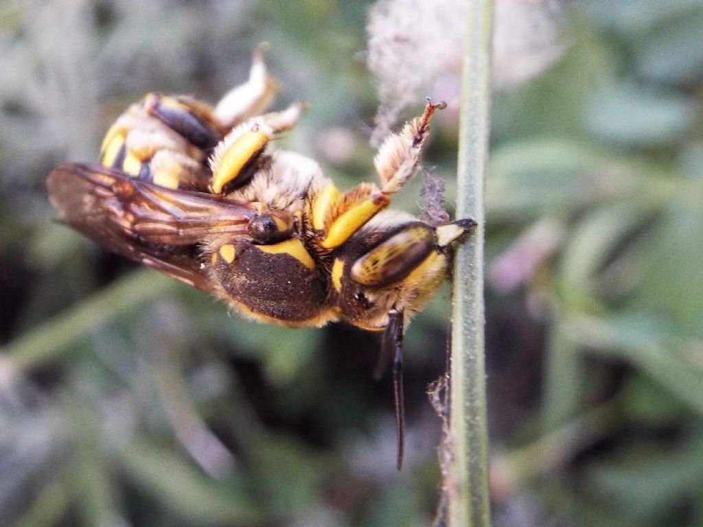 Apidae Megachilinae: cfr. Anthidium sp.