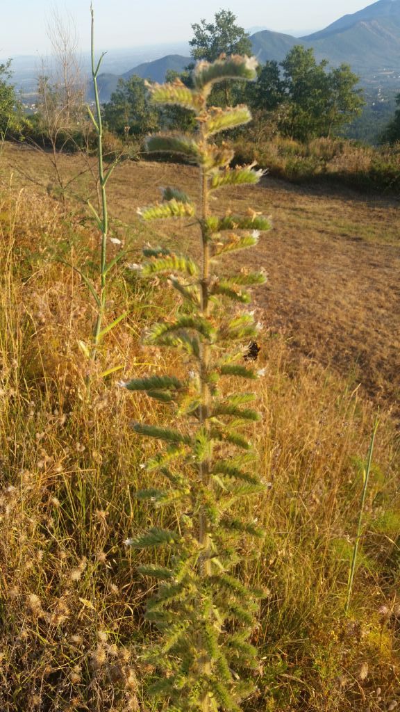 Echium italicum