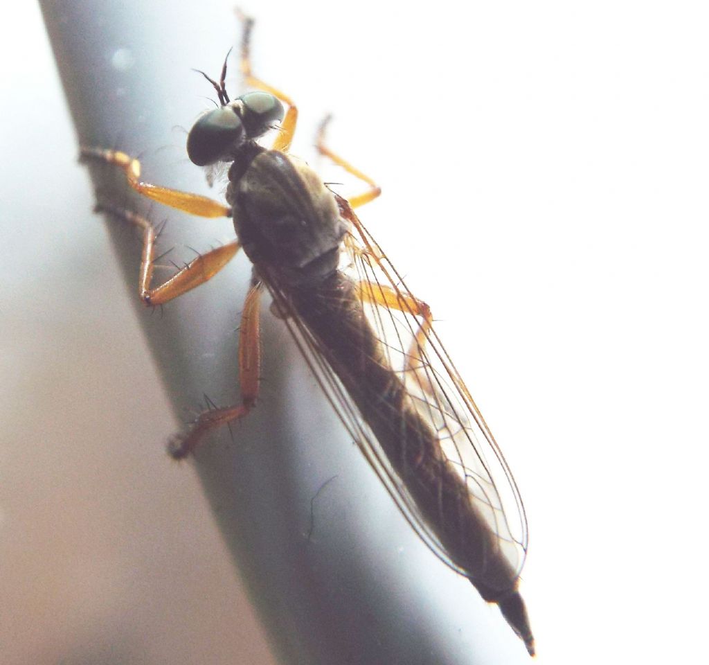 Asilidae da identificare: Neomochtherus pallipes femmina