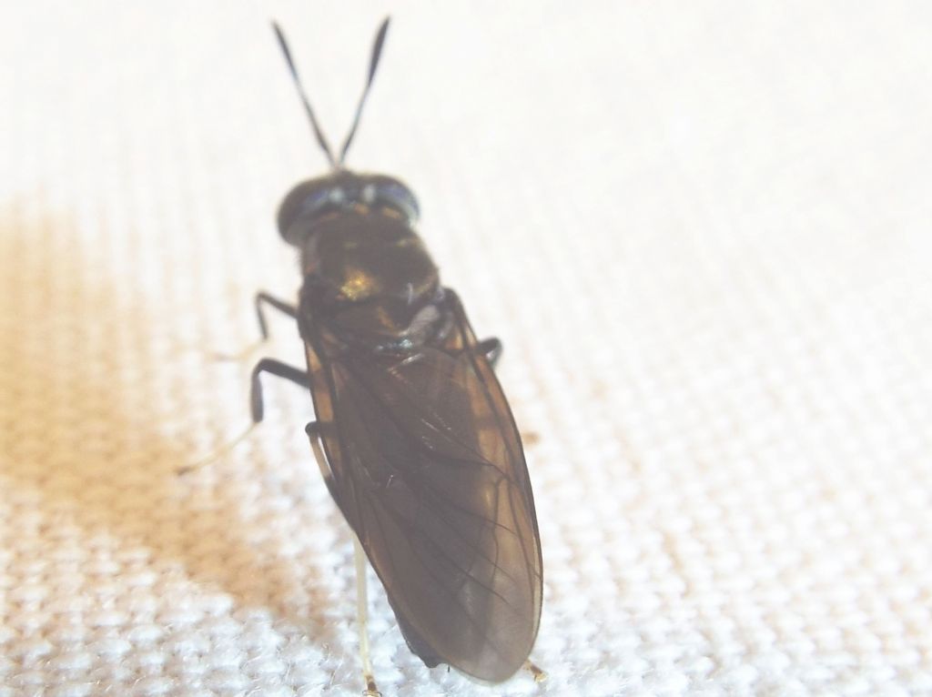 Hermetia illucens femmina (Stratiomyidae)