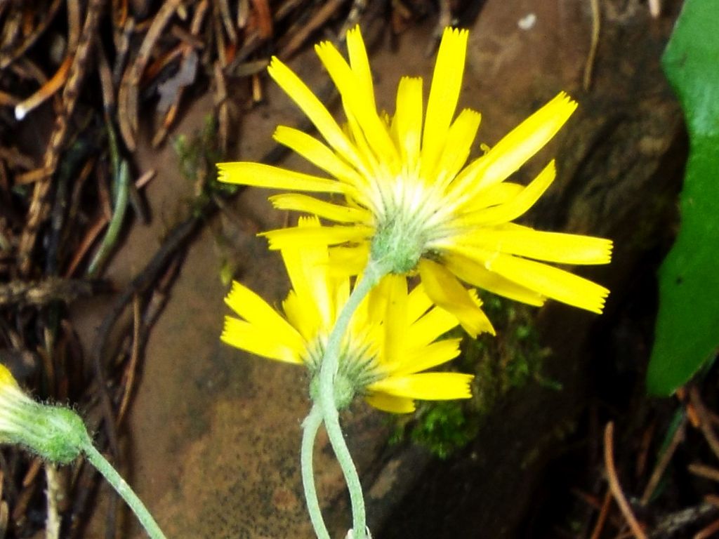 Asteracea da identificare:  Hieracium sp.