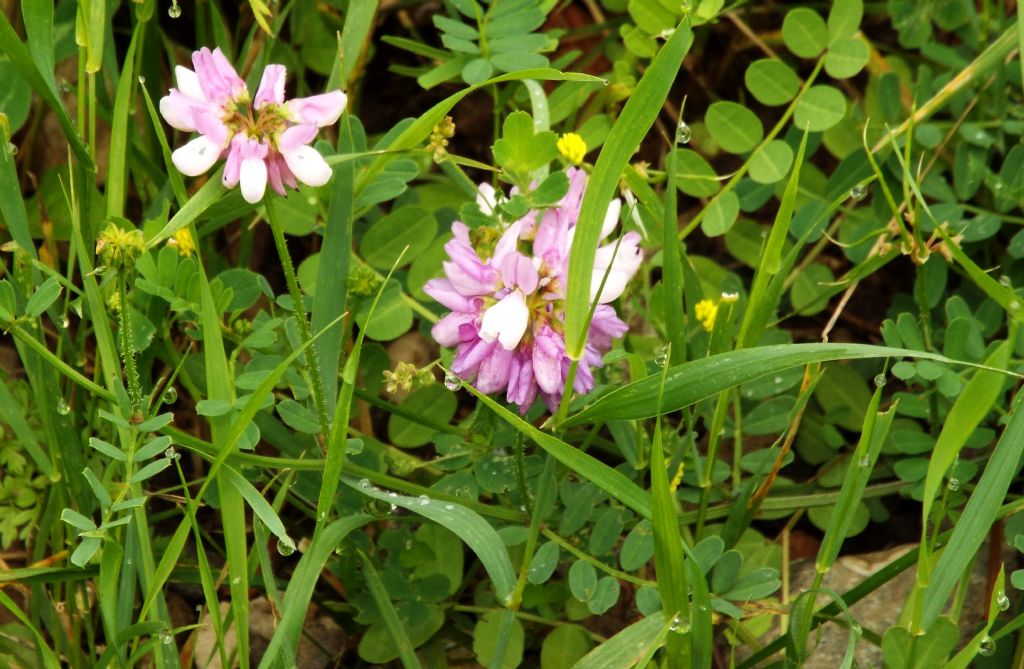 Fabacea:  Securigera varia