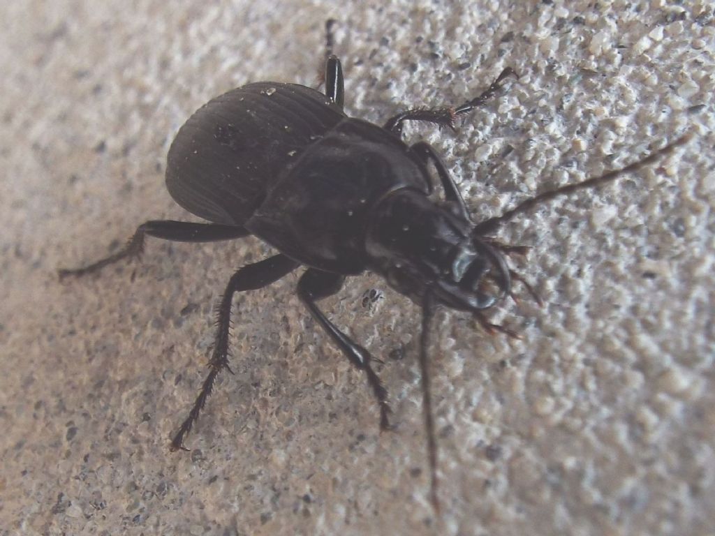 Carabidae:  Abax parallelepipedus