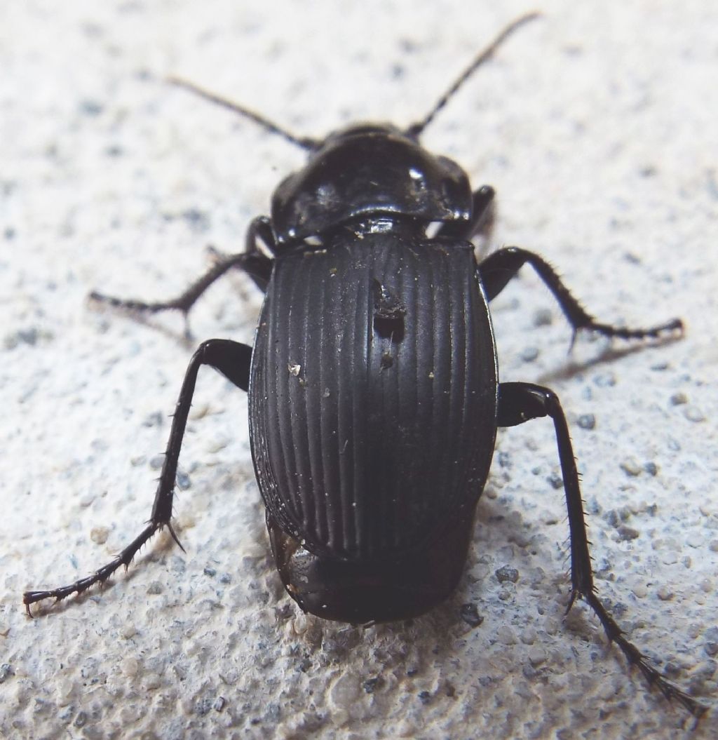 Carabidae:  Abax parallelepipedus