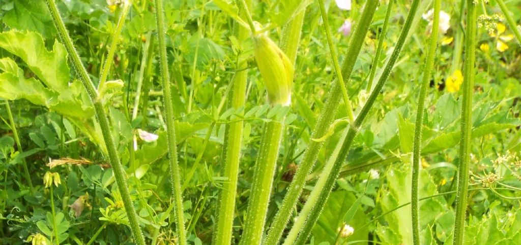 Heracleum sphondylium / Panace comune
