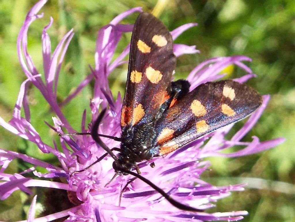 Zygaenidae da identificare:  Zygaena transalpina