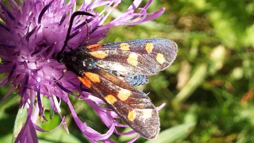 Zygaenidae da identificare:  Zygaena transalpina