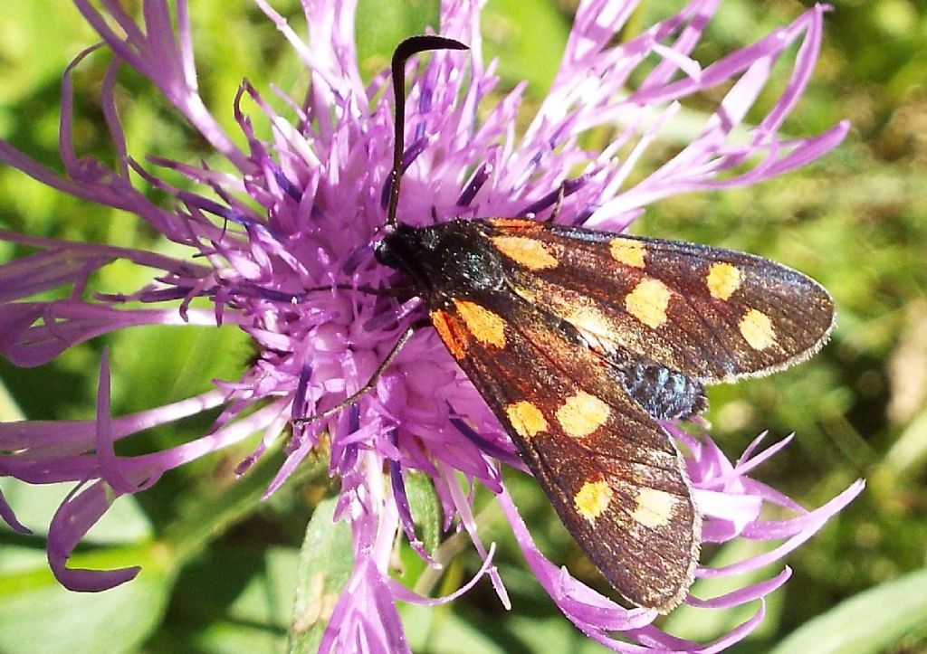 Zygaenidae da identificare:  Zygaena transalpina