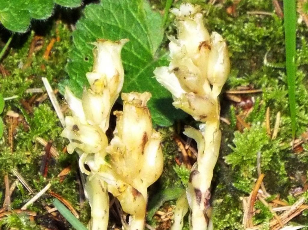 E'' un'' Orobanche?  No, Monotropa cfr. hypopitys (Ericaceae)