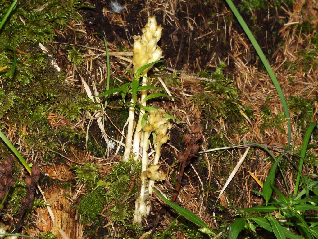 E'' un'' Orobanche?  No, Monotropa cfr. hypopitys (Ericaceae)