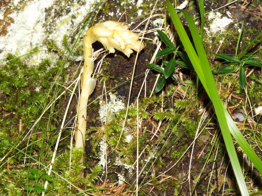 E'' un'' Orobanche?  No, Monotropa cfr. hypopitys (Ericaceae)