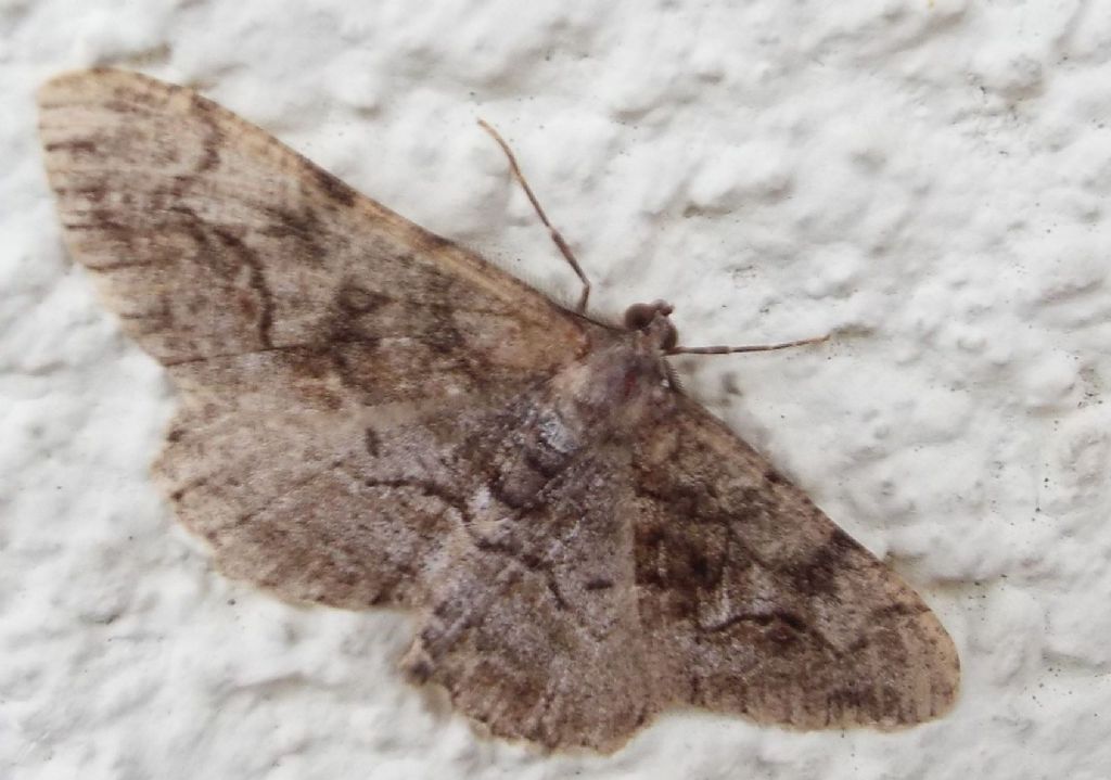 Alcis repandata  (Geometridae), maschio