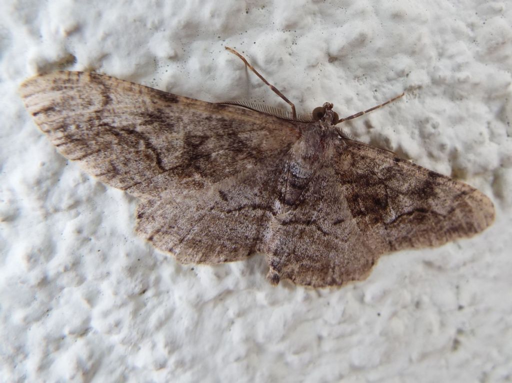 Alcis repandata  (Geometridae), maschio