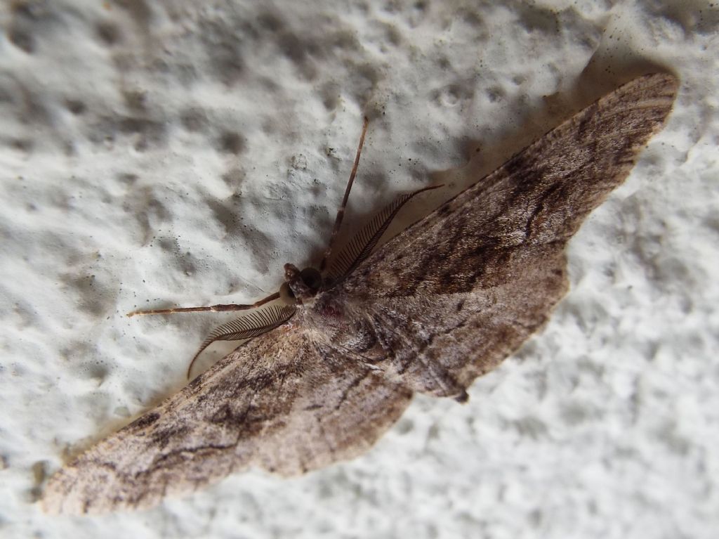 Alcis repandata  (Geometridae), maschio