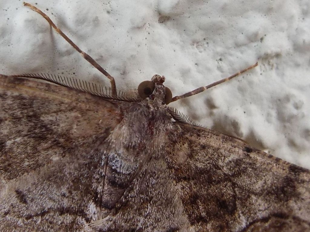 Alcis repandata  (Geometridae), maschio