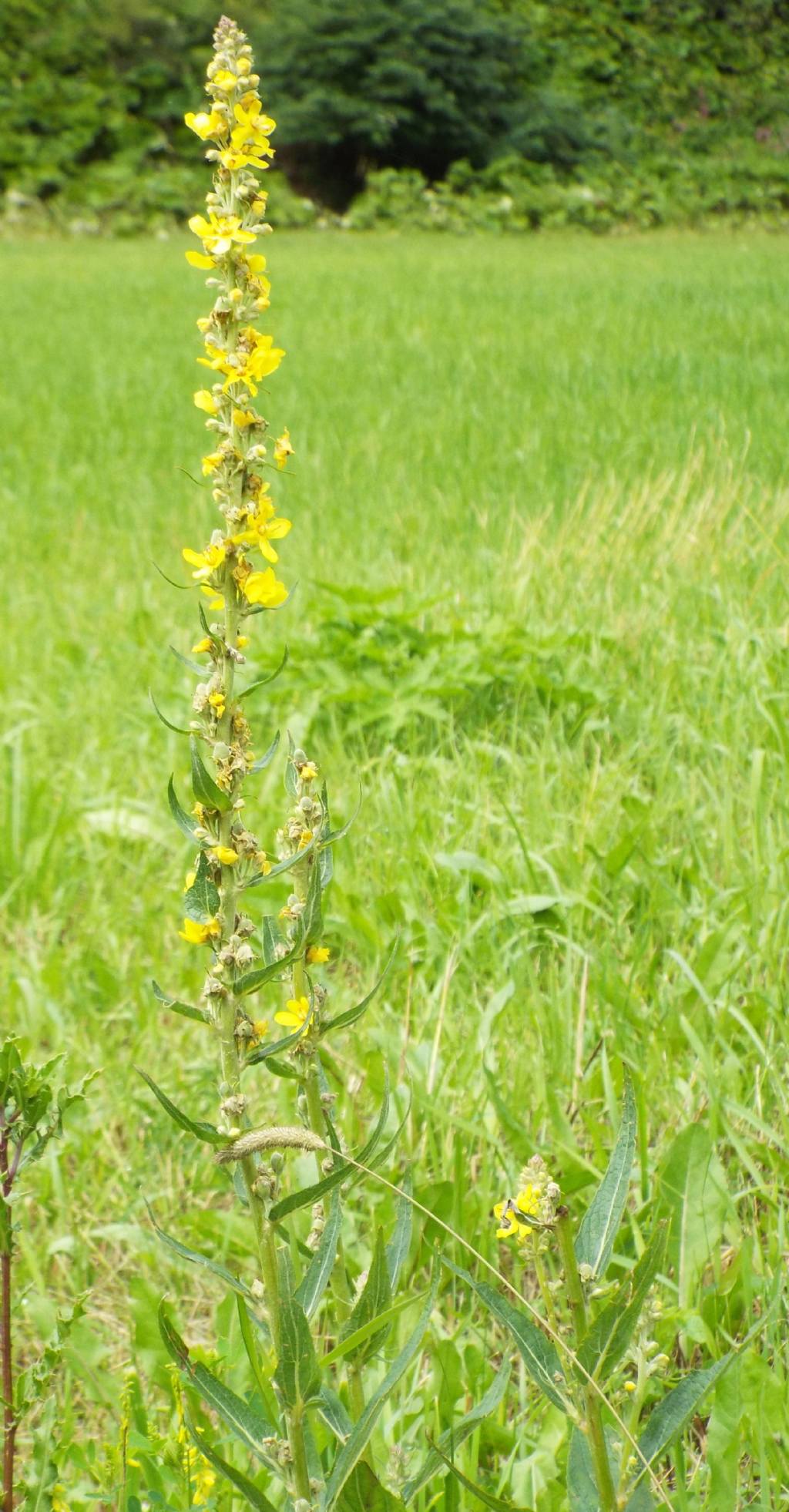 Quale verbascum ?    V. lychnitis