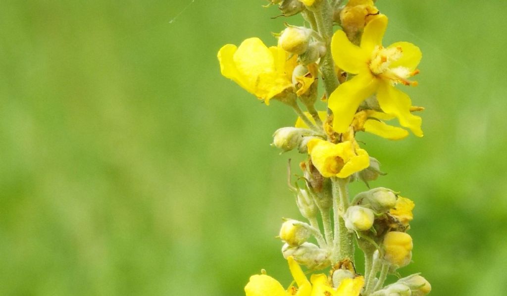 Quale verbascum ?    V. lychnitis