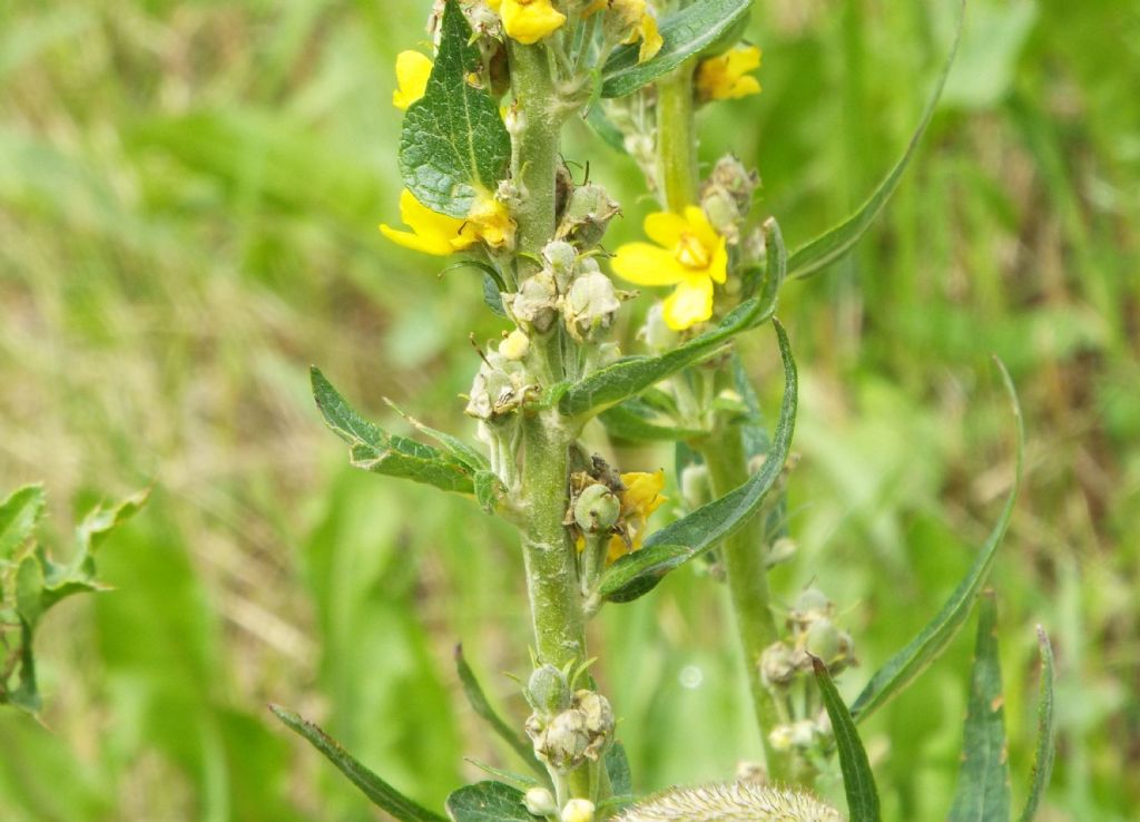 Quale verbascum ?    V. lychnitis