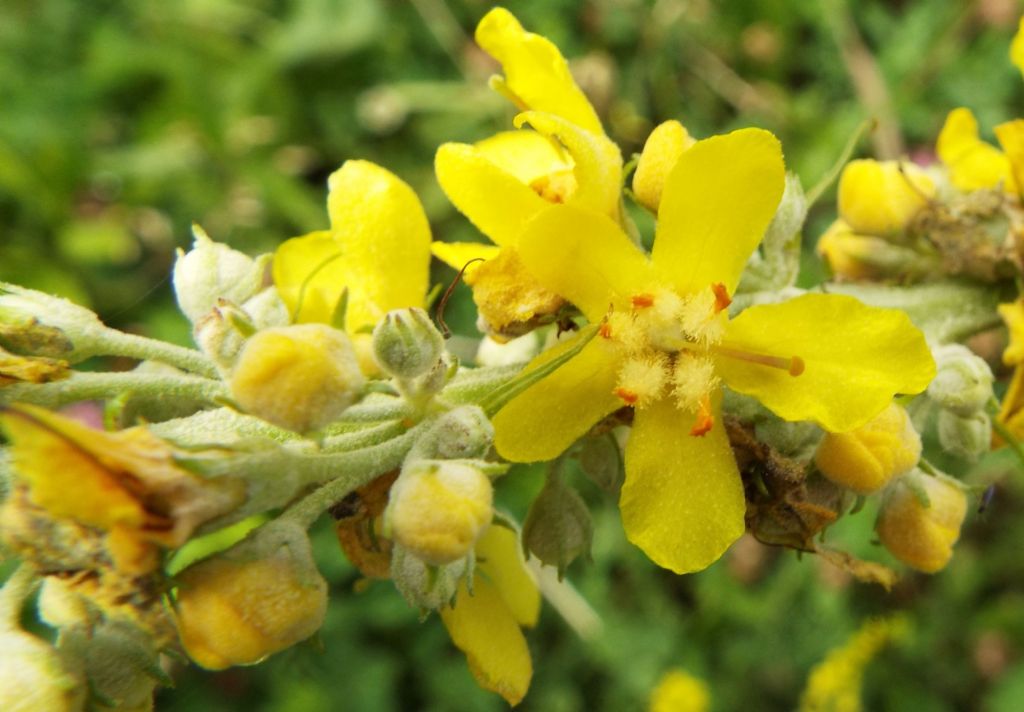 Quale verbascum ?    V. lychnitis