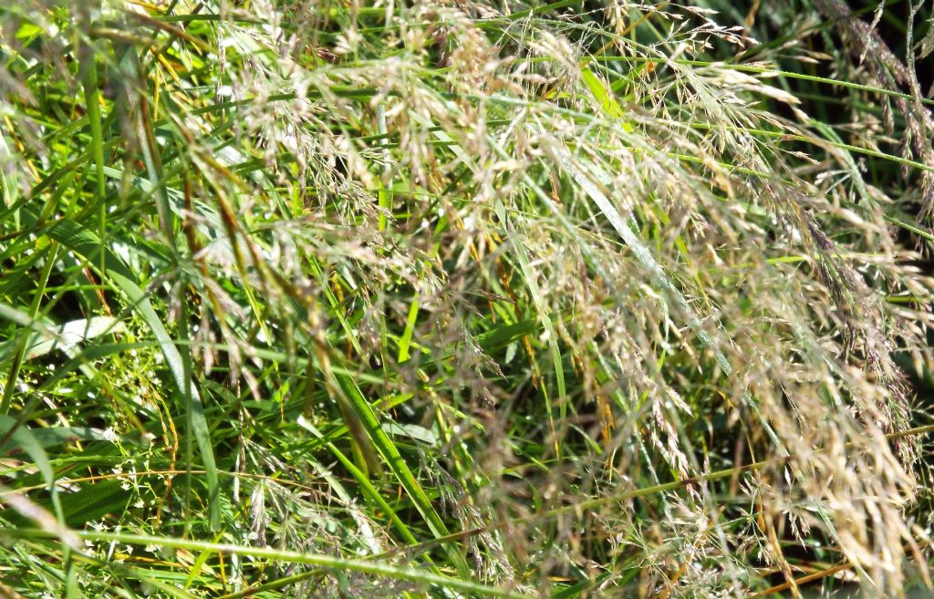 Poacea da identificare:  Calamagrostis varia (cfr.)