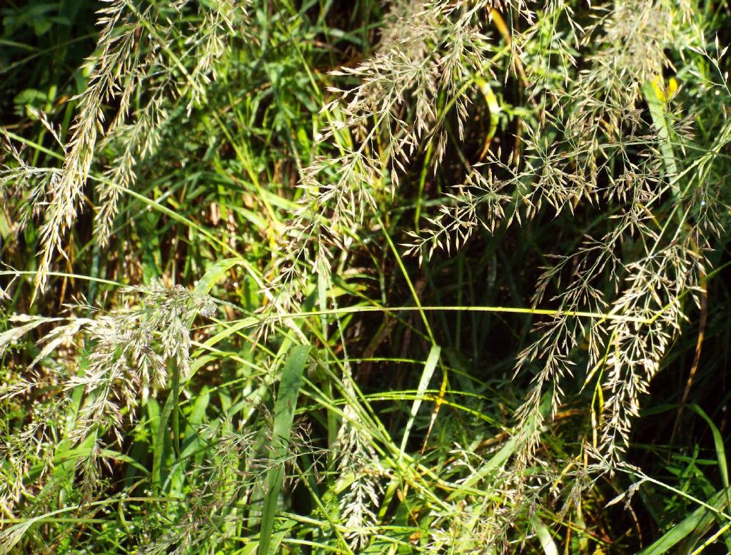 Poacea da identificare:  Calamagrostis varia (cfr.)