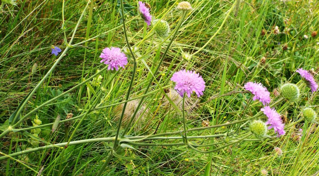Dipsacales Caprifoliaceae:   Scabiosa sp. ?   No, Knautia sp.