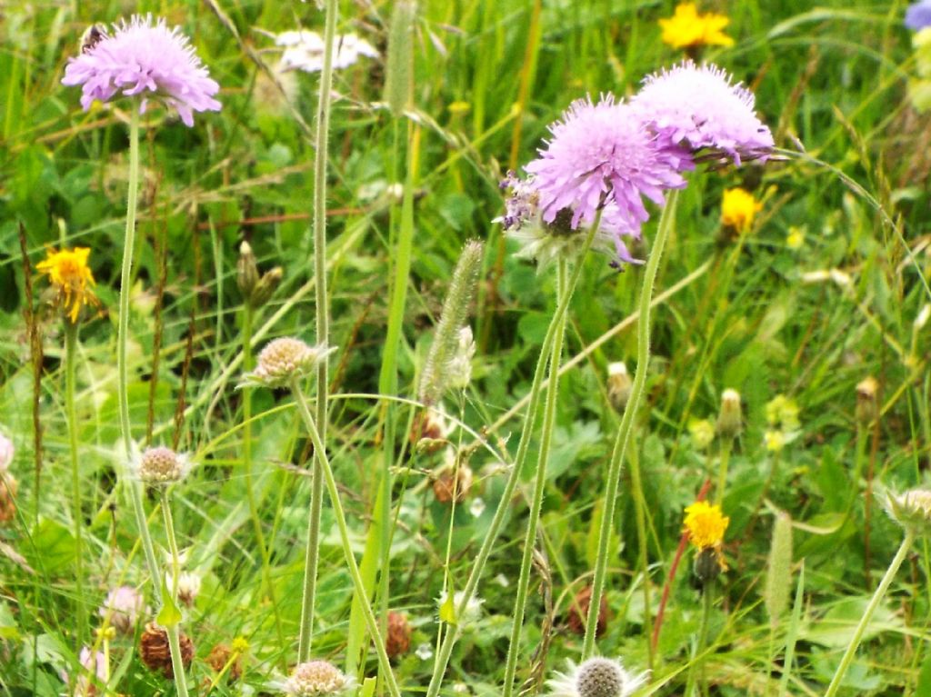 Dipsacales Caprifoliaceae:   Scabiosa sp. ?   No, Knautia sp.