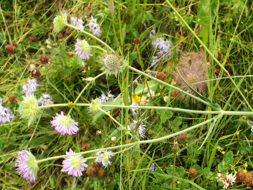 Dipsacales Caprifoliaceae:   Scabiosa sp. ?   No, Knautia sp.