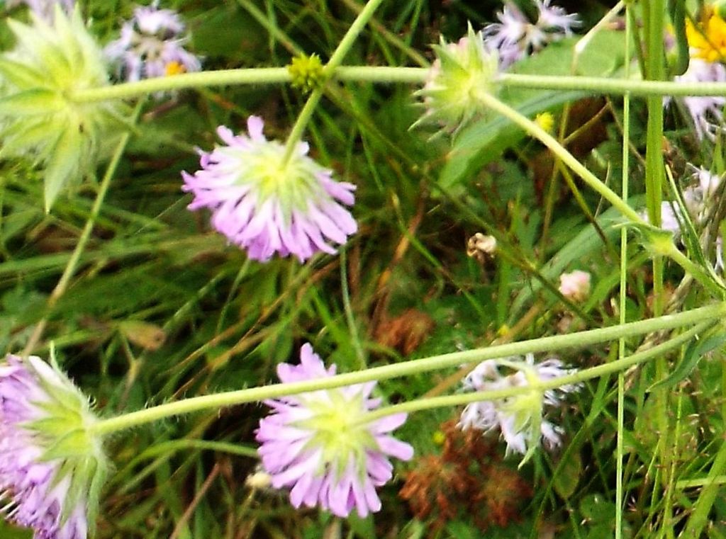 Dipsacales Caprifoliaceae:   Scabiosa sp. ?   No, Knautia sp.