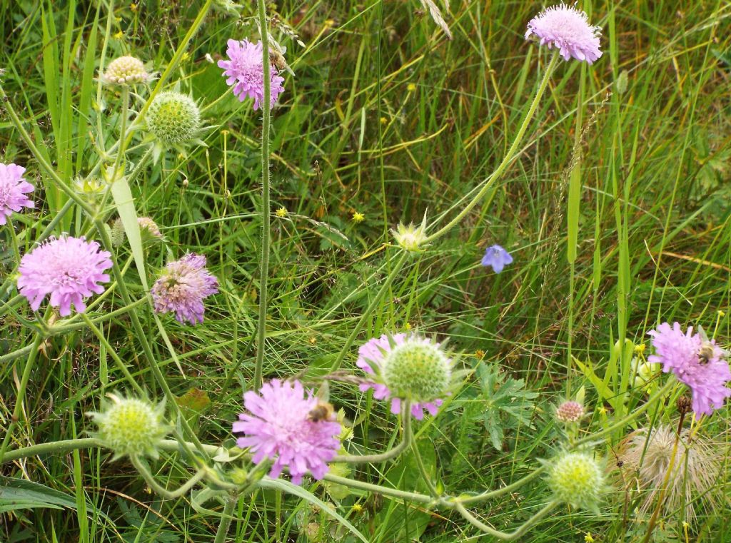 Dipsacales Caprifoliaceae:   Scabiosa sp. ?   No, Knautia sp.