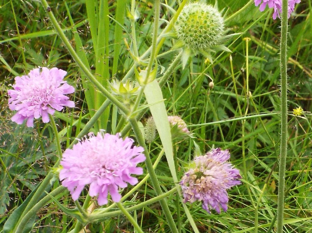 Dipsacales Caprifoliaceae:   Scabiosa sp. ?   No, Knautia sp.