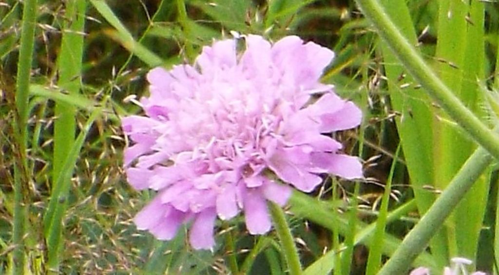 Dipsacales Caprifoliaceae:   Scabiosa sp. ?   No, Knautia sp.