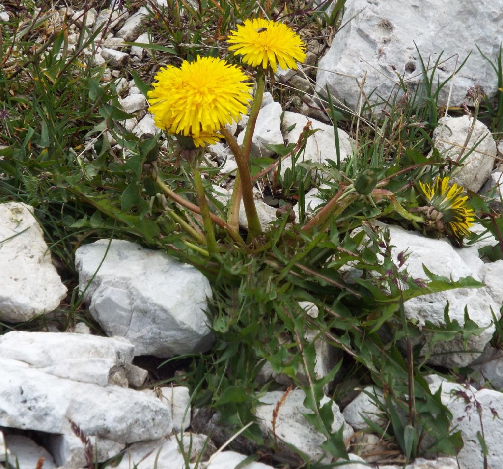 Taraxacum sp. (Asteraceae):   cfr. Taraxacum sect. Alpestria