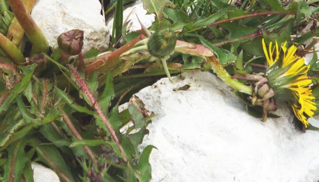 Taraxacum sp. (Asteraceae):   cfr. Taraxacum sect. Alpestria