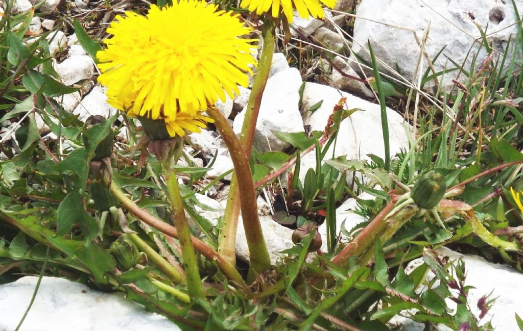 Taraxacum sp. (Asteraceae):   cfr. Taraxacum sect. Alpestria