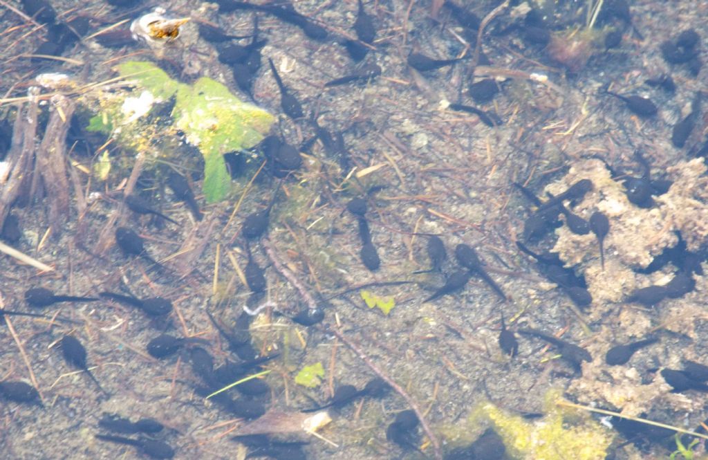 Girini alpini - Bufo bufo