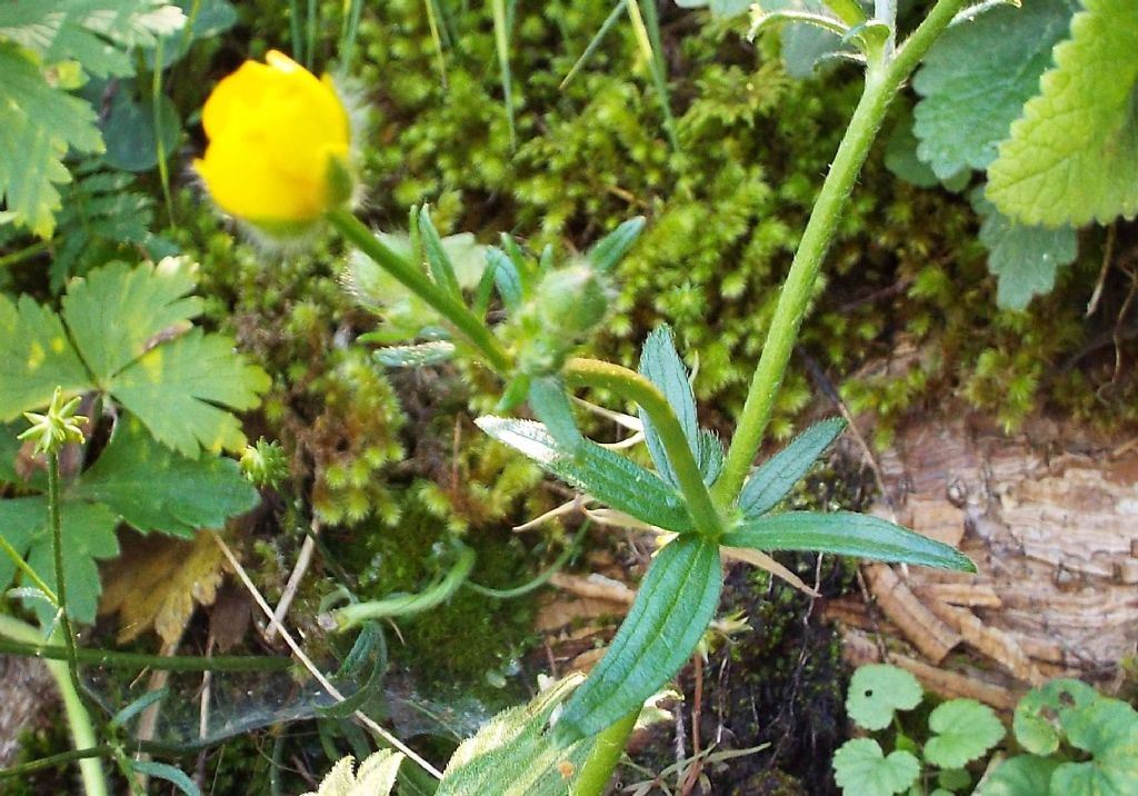 Ranunculus cfr. lanuginosus