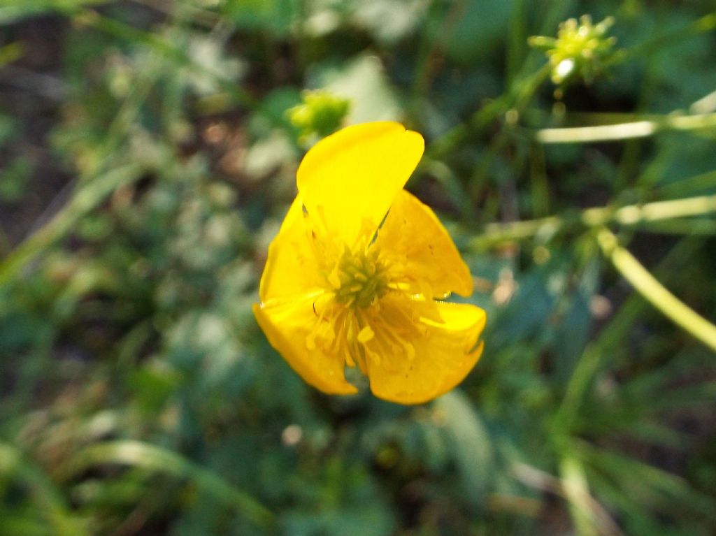 Ranunculus cfr. lanuginosus