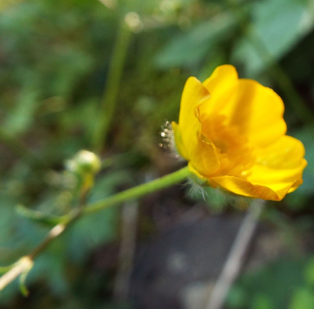 Ranunculus cfr. lanuginosus