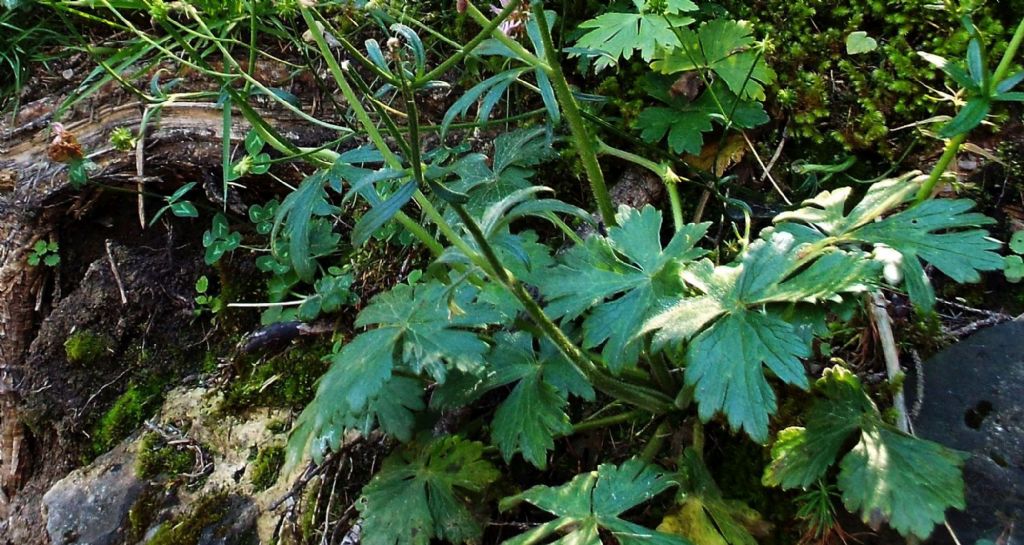 Ranunculus cfr. lanuginosus