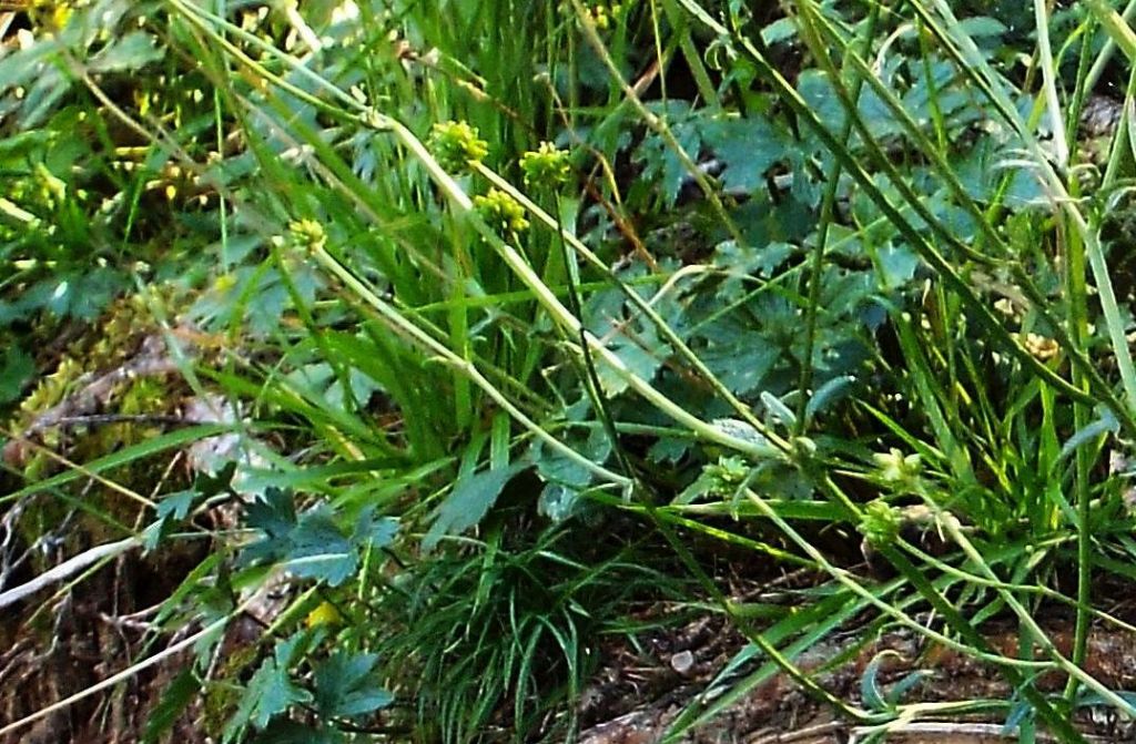 Ranunculus cfr. lanuginosus