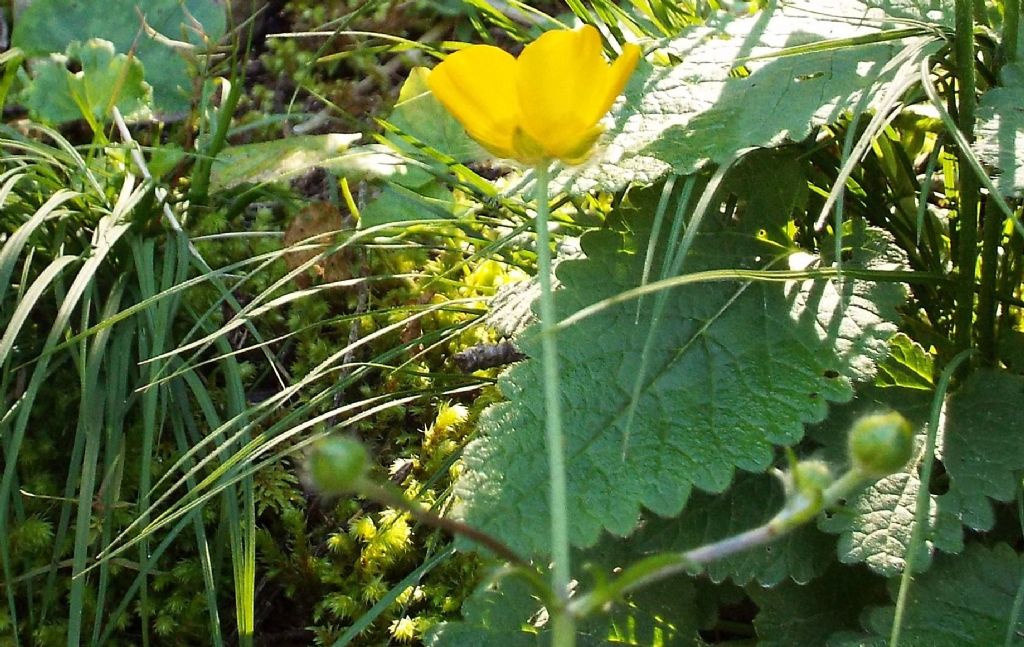 Ranunculus cfr. lanuginosus