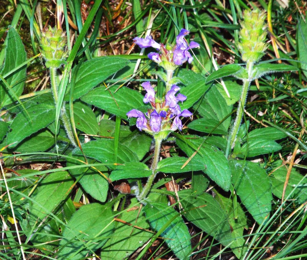 Lamiaceae:  Ajuga reptans?  No, Prunella cfr. grandiflora